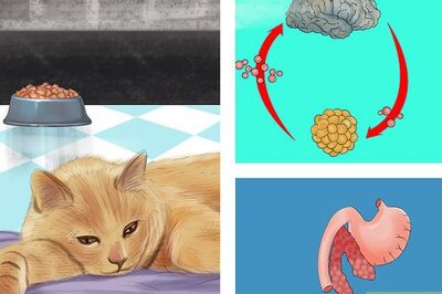 How to Diagnose Feline Hepatic Lipidosis