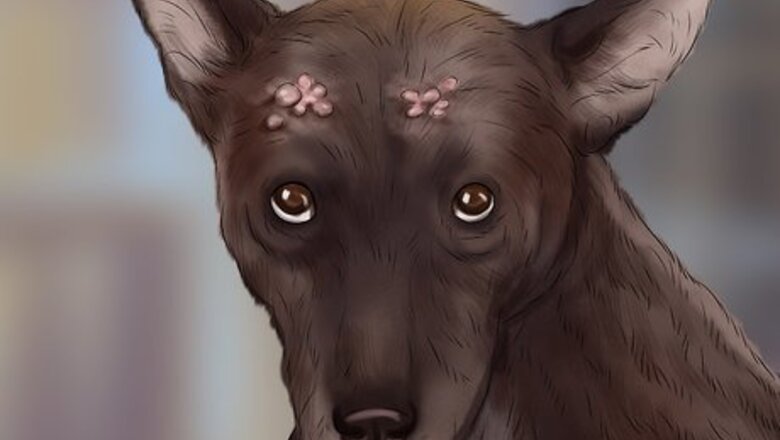 How to Ensure the Health of a Lost Pet After Finding It