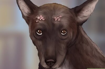 How to Ensure the Health of a Lost Pet After Finding It