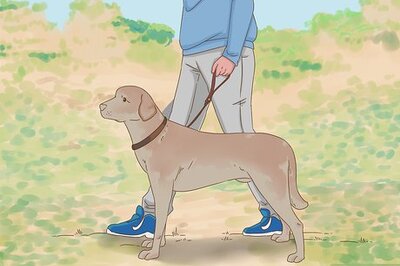 How to Survive a Cheetah Attack