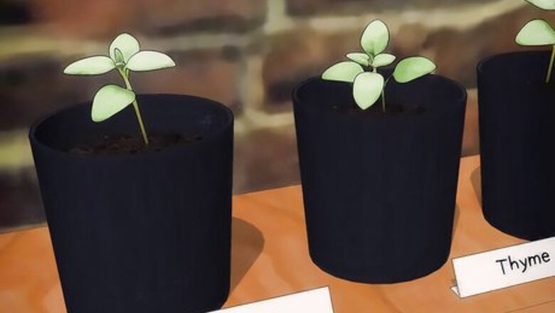 How to Grow Thyme