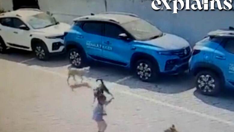 4-year-old Boy Mauled to Death by Stray Dogs: What Makes Canines Attack Humans? Explained