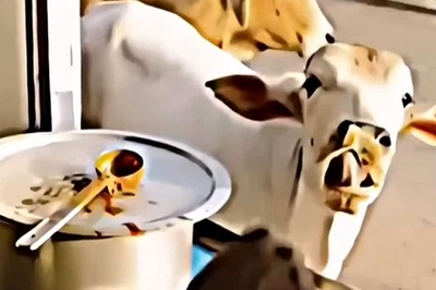 This Video Of Woman Feeding Rotis To Stray Cows Will Instantly Make You Happy