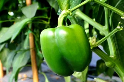 Capsicum Trivia: No, The Shimla Mirch Didn't Come From Shimla; Know its Origins