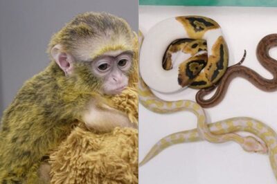 Passenger Found Carrying DeBrazza Monkey, Snakes and Rare Species at Chennai Airport; Animals Rescued