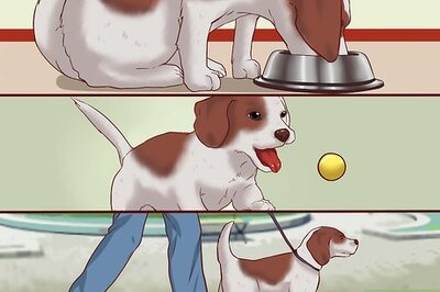 How to Train Puppies