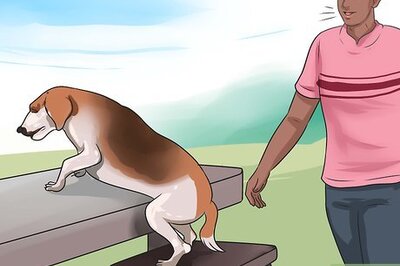 How to Stop a Dog from Climbing up on Things