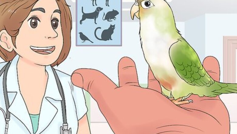 How to Treat Chlamydiosis in Conures