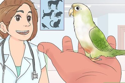 How to Treat Chlamydiosis in Conures