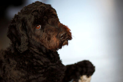 Tail, Ear of Dog Cut Off; Delhi Police Registers Case