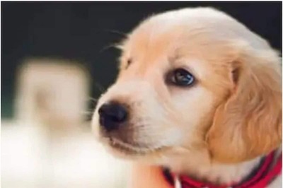 Noida Authority Makes Registration of Pets Mandatory