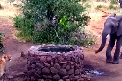 This ROFL Face-Off Between Elephant And Lioness Is The Best Thing On Internet Today