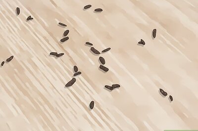 How to Kill Attic Rats