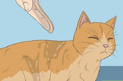 How to Safely Bathe a Cat: Bath & Grooming Tips