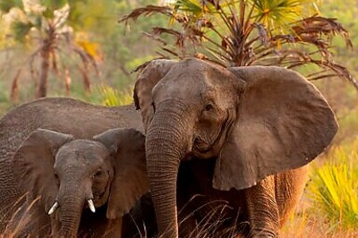 Why No Tusks? Poaching Tips Scales Of Elephant Evolution