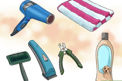 How to Groom Your Yorkie Poo