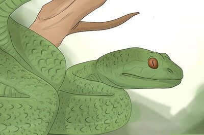 What Is the Spirit Animal for a Scorpio?