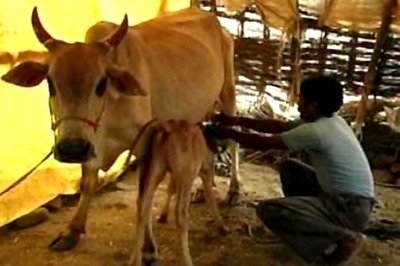 69-year-old priest contests elections to stop cow slaughter