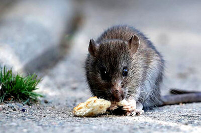 Inner Mongolia Drought Causes Rat 'Plague': Report