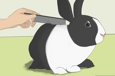 How to Bathe Your Pet Rabbit