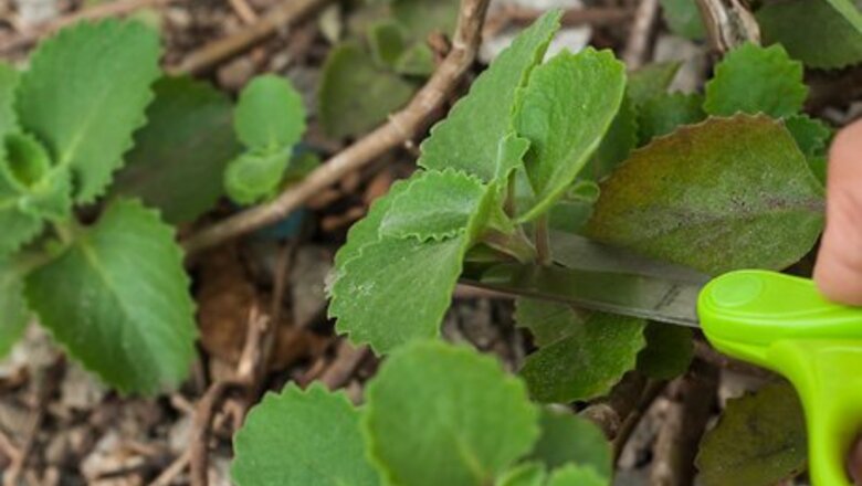 How to Prepare Oregano Leaves for Cough Medicine