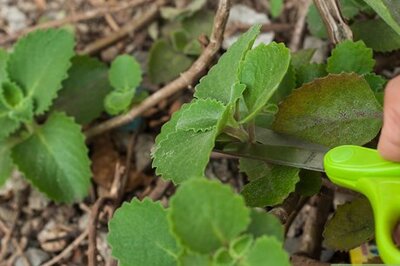 How to Prepare Oregano Leaves for Cough Medicine