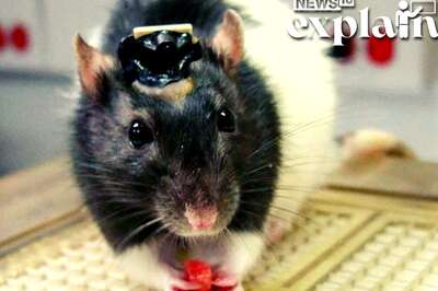 DRDO Developing 'Remote-Controlled' Mice to Rat on Enemy: Learn What Animal Cyborgs Are | EXPLAINED