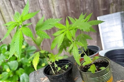 UK Man In Legal Trouble For Growing Suspected Cannabis Plants In Home Garden