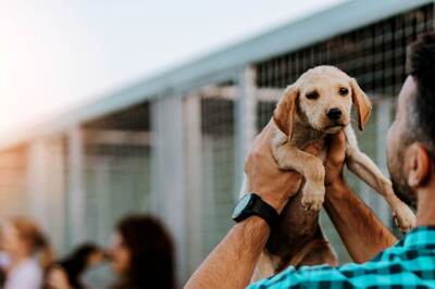 Govt Plans to Slap Higher Penalty for Cruelty Against Animals; Draft Bill Likely in Next Parl Session