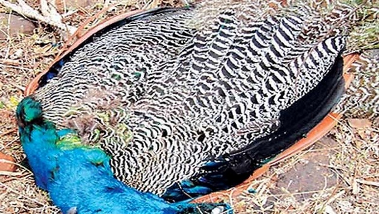TN: 50 peacocks found dead in Dindigul