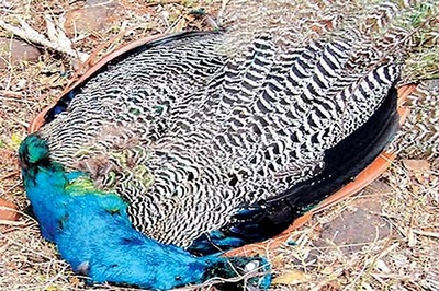 TN: 50 peacocks found dead in Dindigul