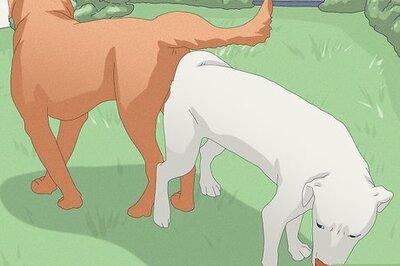 How Long Does it Take for Dogs to Get Unstuck After Mating?