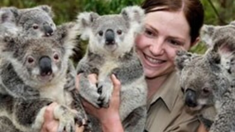 Australians unveil test tube baby koalas