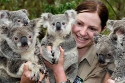 Australians unveil test tube baby koalas