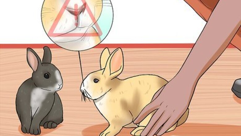 How to Prevent Snuffles (Pasteurella) in Rabbits