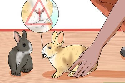 How to Prevent Snuffles (Pasteurella) in Rabbits