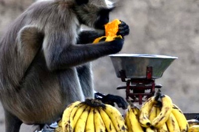 Three Held in UP After Video of Them Stoning Monkey to Death Goes Viral