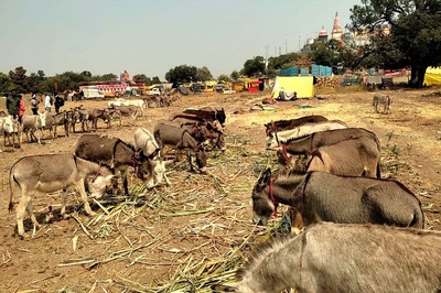 One Donkey Sold For Rs 1L At Marhi Yatra As Demand Increases