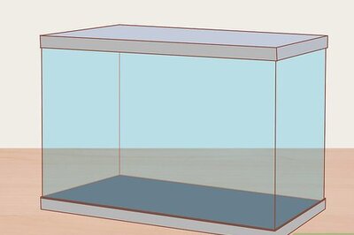 How to Care for Neon Tetra