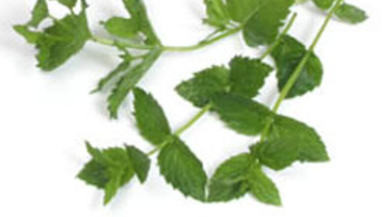 Love that mint drink to prevent cancer