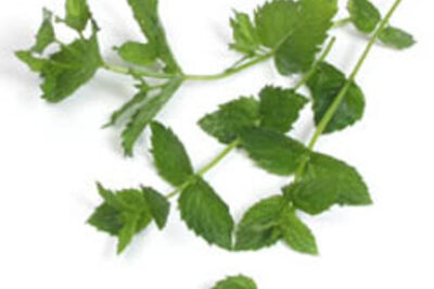Love that mint drink to prevent cancer