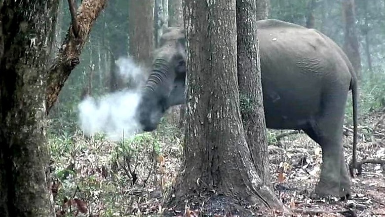 Simple Explanation Behind the ‘Smoking’ Elephant Video That Stumped Scientists