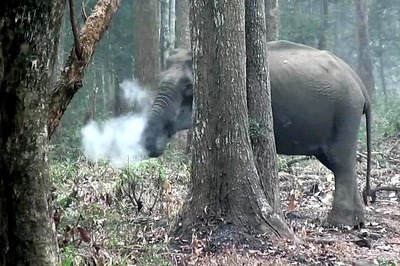 Simple Explanation Behind the ‘Smoking’ Elephant Video That Stumped Scientists