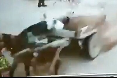 WATCH: Donkey Saved By an Unusual Seat Belt In a Car Accident