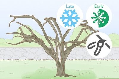 How to Trim a Crabapple for Healthier Growth & a Better-Shaped Tree