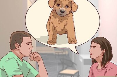 How to Be an Animal Rights Activist
