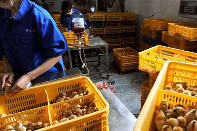 Maharashtra: After Thane, Bird Flu Now Detected at Poultry Farm in Neighbouring Palghar