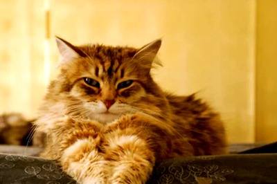 Monsoon 2024: Monsoon Care Tips For Cats