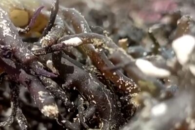 Tamil Nadu's Seaweed Farming Industry Takes A Hit Due To Lack Of Rains