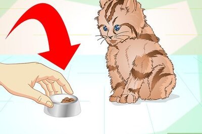 How to Get a Sick Kitten to Eat